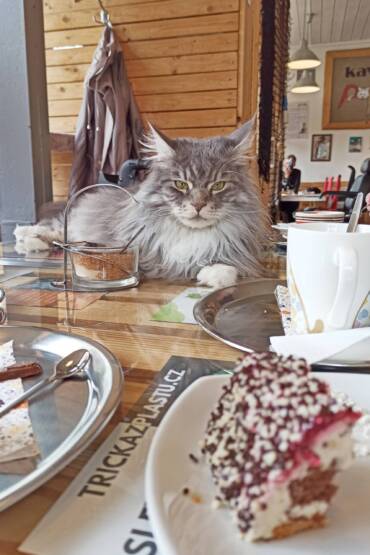 Navštívili jsme kočičí kavárnu